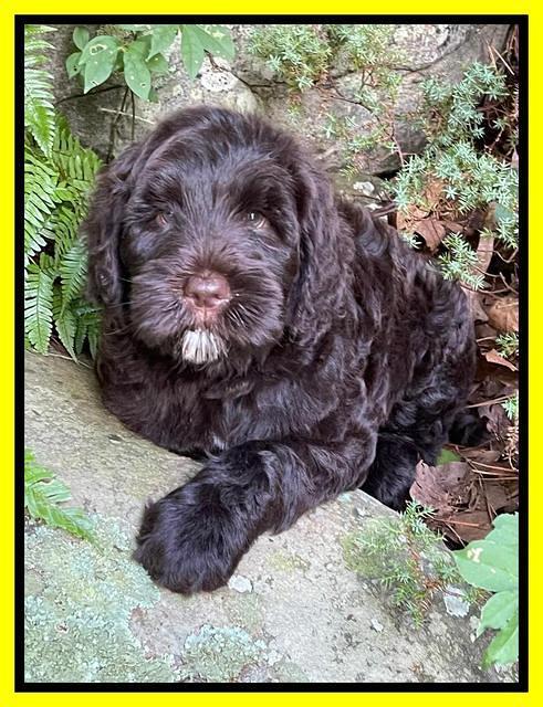 Cayman Flynn pups 8 wks old 20100
