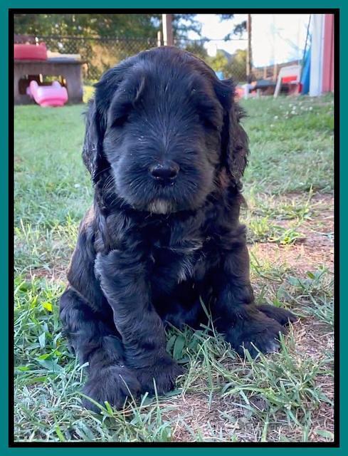 Cayman Flynn pups 5 wks old 271
