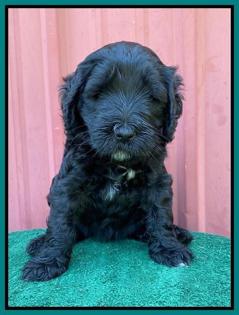 Cayman Flynn pups 5 wks old 281