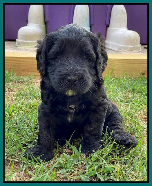 Cayman Flynn pups 5 wks old 301