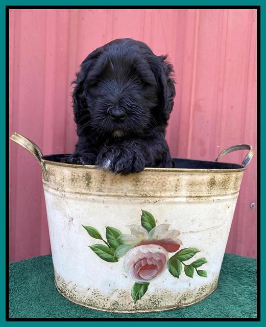 Cayman Flynn pups 5 wks old 321