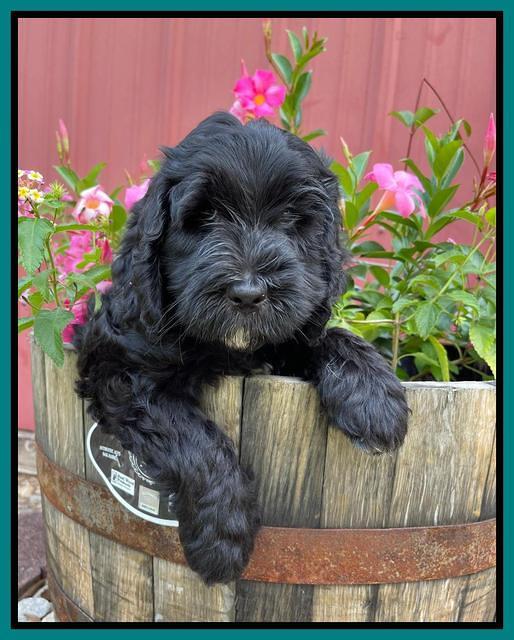 Cayman Flynn pups 7 wks old 121