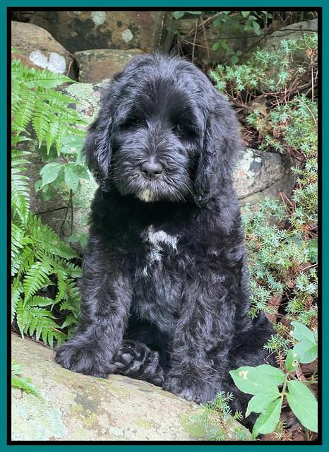 Cayman Flynn pups 8 wks old 451