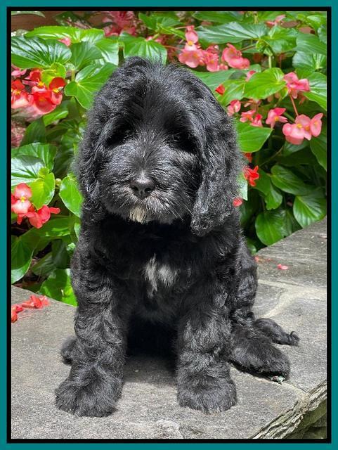 Cayman Flynn pups 8 wks old 491