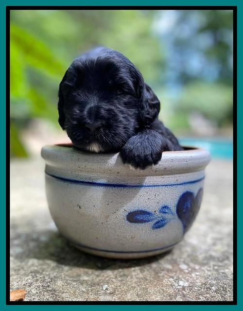 Caymnan Flynn 3 wk old pics 201