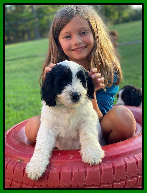 Cayman Flynn 6.5 wks old 91