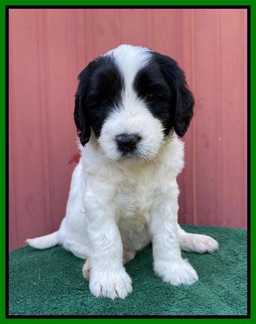 Cayman Flynn pups 5 wks old 371