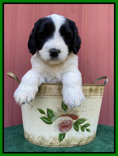 Cayman Flynn pups 5 wks old 391