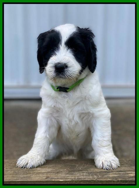 Cayman Flynn pups 6 wks old 261
