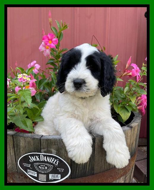 Cayman Flynn pups 7 wks old 191