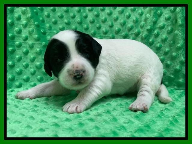 Caymnan Flynn 2 wk old pics 101