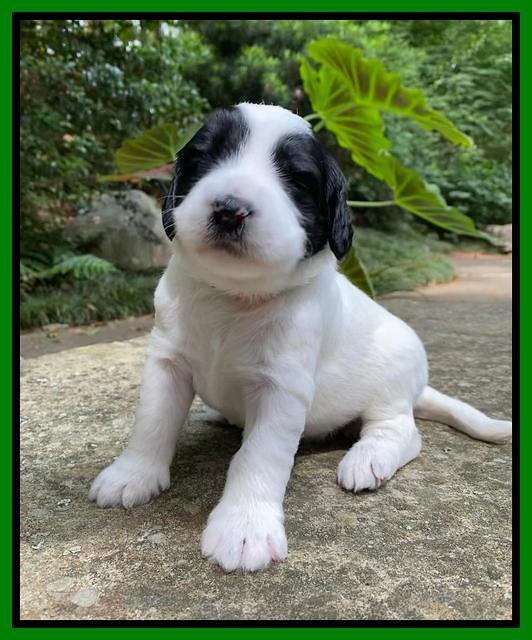 Caymnan Flynn 3 wk old pics 221