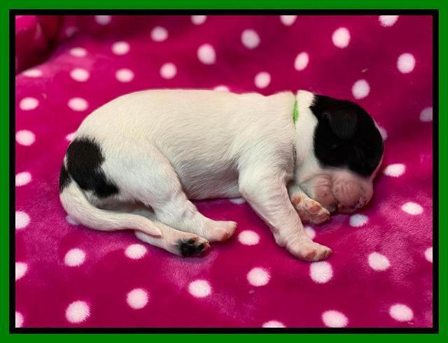 Caymnan Flynn One wk old pics 191