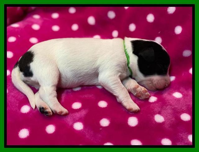 Caymnan Flynn One wk old pics 201