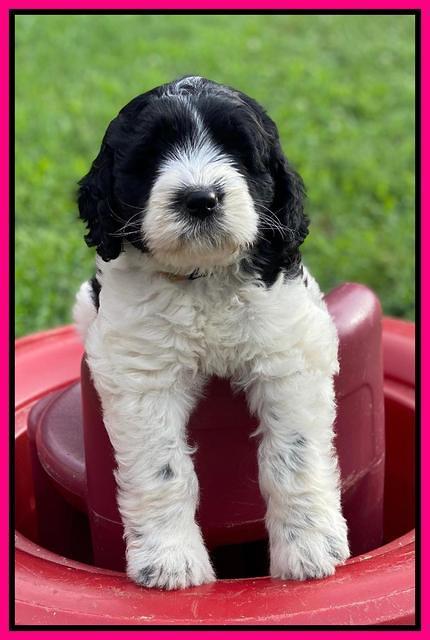Cayman Flynn 6.5 wks old 111