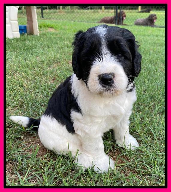 Cayman Flynn pups 5 wks old 421