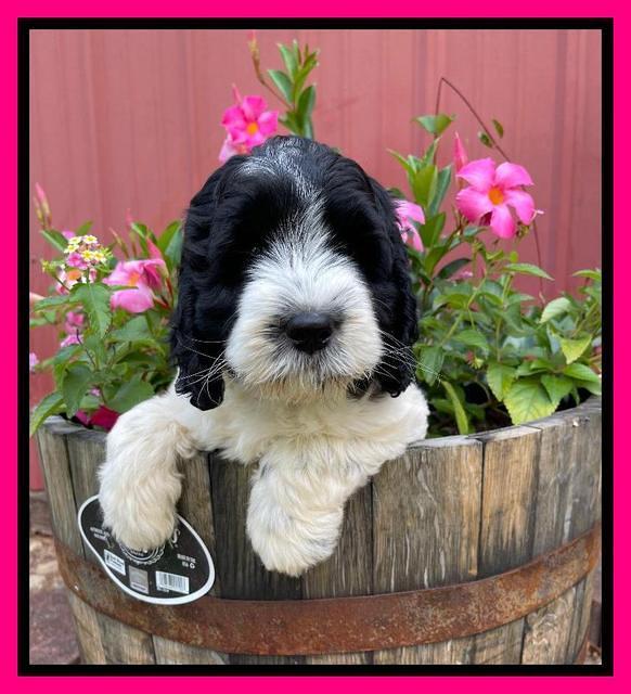 Cayman Flynn pups 7 wks old 221