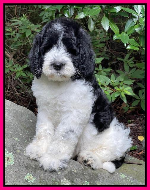 Cayman Flynn pups 8 wks old 391