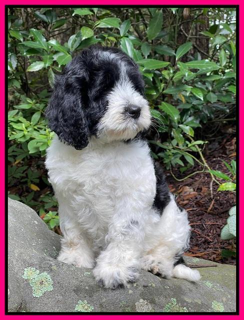 Cayman Flynn pups 8 wks old 401