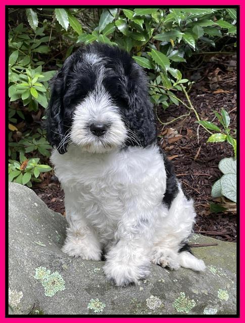 Cayman Flynn pups 8 wks old 411