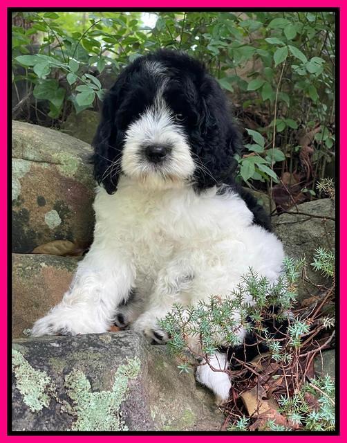 Cayman Flynn pups 8 wks old 421