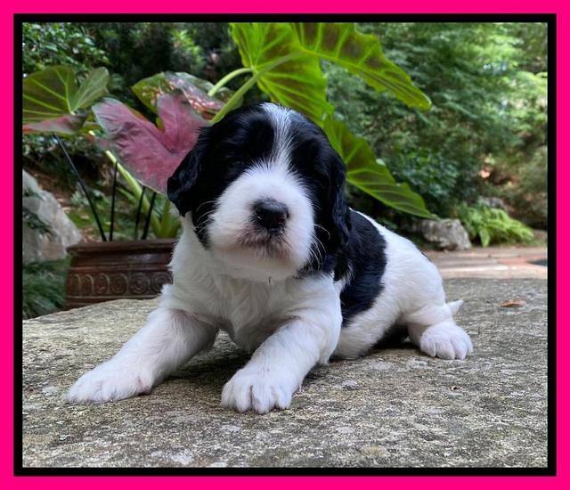 Caymnan Flynn 3 wk old pics 271