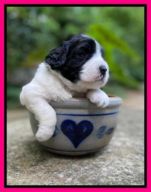 Caymnan Flynn 3 wk old pics 281