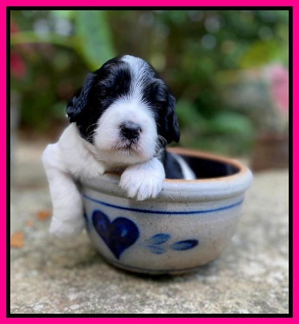 Caymnan Flynn 3 wk old pics 291