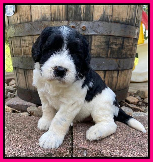 Caymnan Flynn 4 wk old pics 341