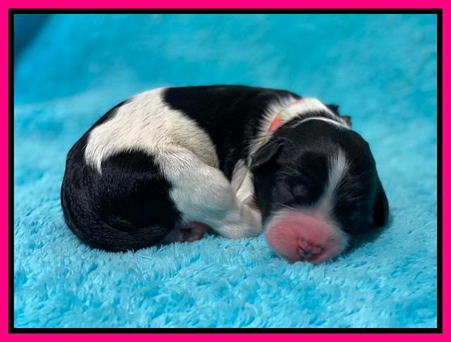 Caymnan Flynn Newborn pics 181