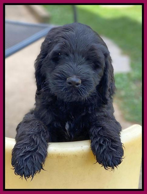 Cayman Flynn 6.5 wks old 151