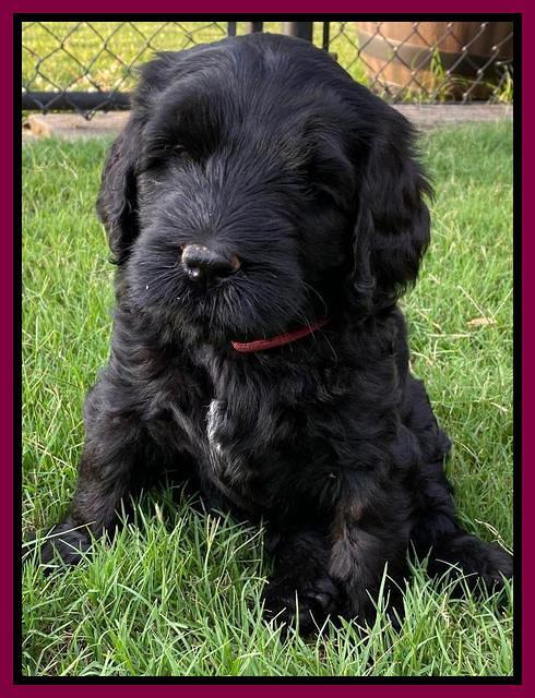 Cayman Flynn pups 6 wks old 401