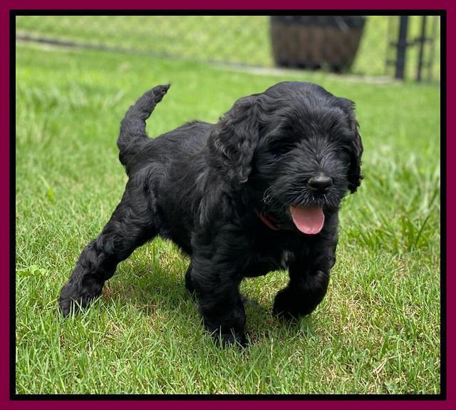 Cayman Flynn pups 6 wks old 411