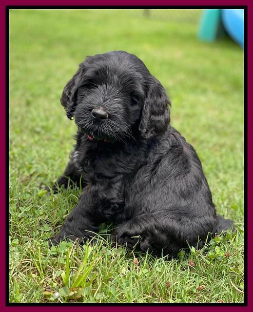 Cayman Flynn pups 6 wks old 421