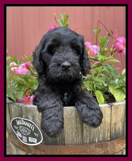 Cayman Flynn pups 7 wks old 291