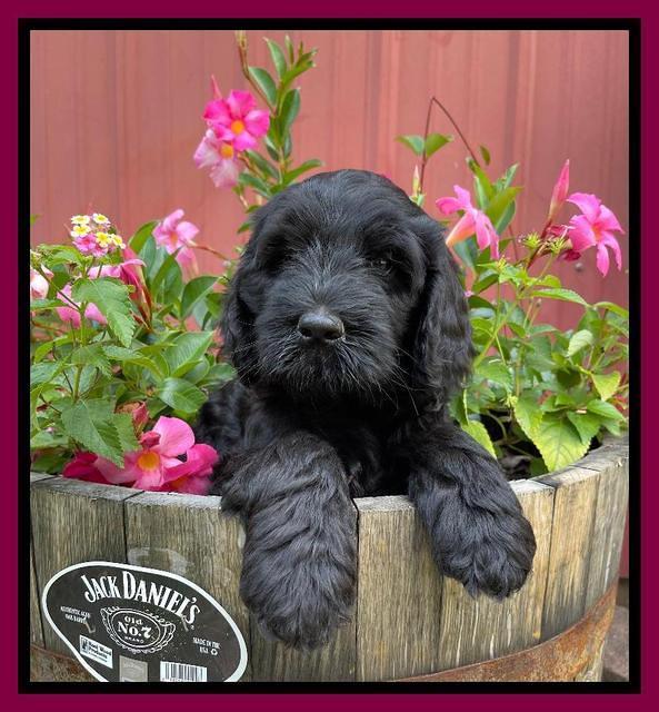 Cayman Flynn pups 7 wks old 311