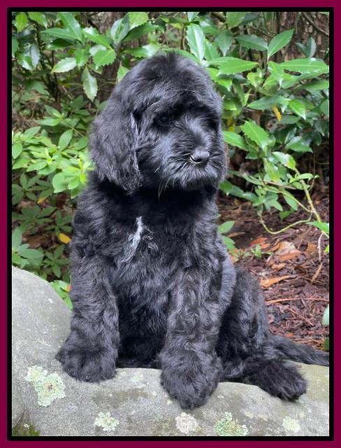 Cayman Flynn pups 8 wks old 351