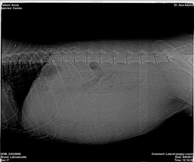 Dean_Annie preg xrays