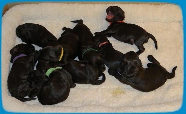 AH 2 wks old group 1