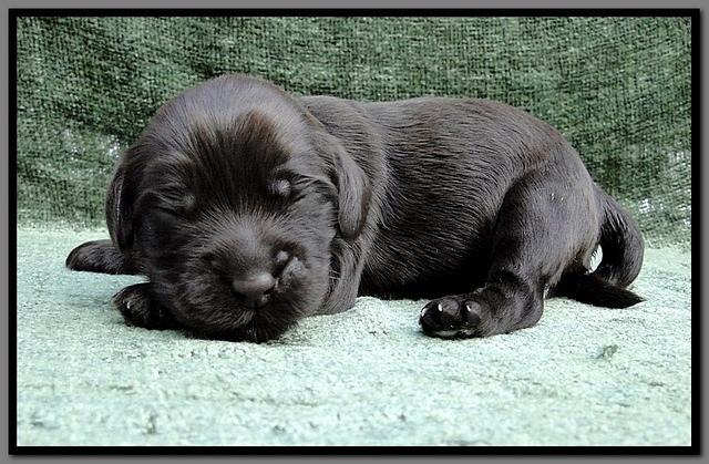 AH pups 1 wk old 31