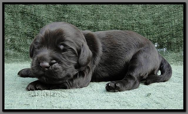 AH pups 1 wk old 33