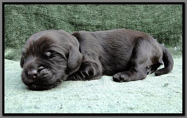 AH pups 1 wk old 34