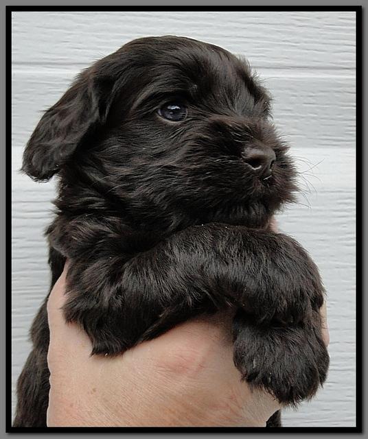 AH pups 4 wks old 19