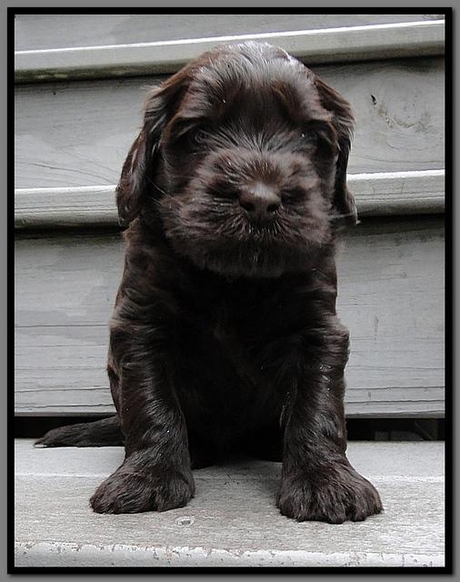 AH pups 4 wks old 20