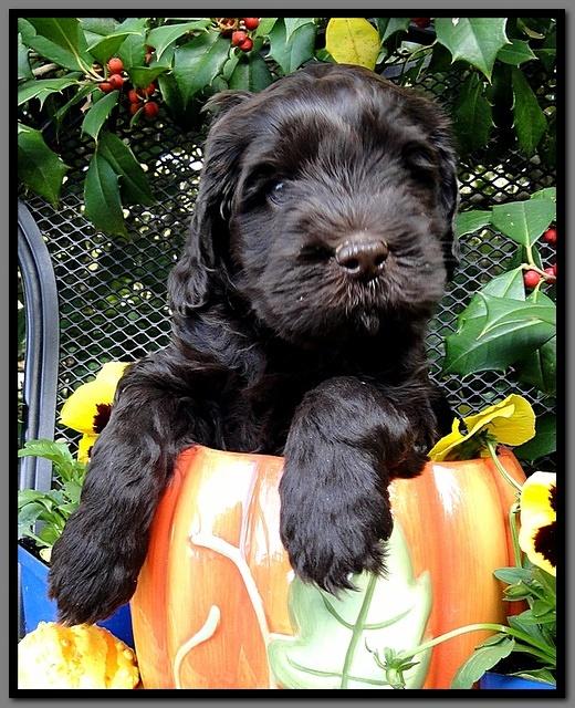 AH pups 6 wks old 30
