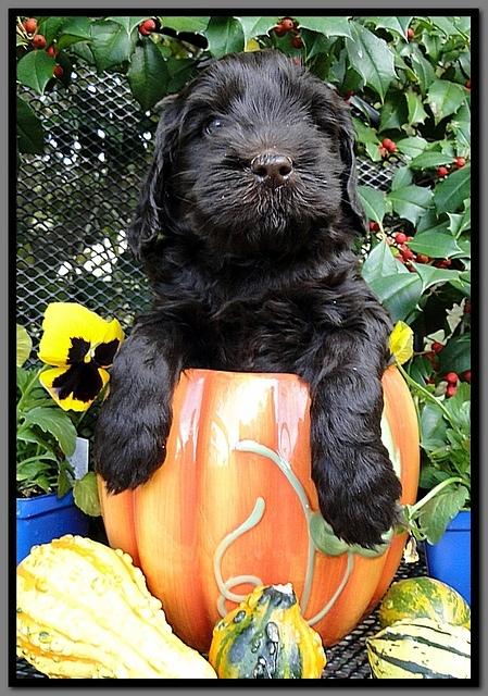 AH pups 6 wks old 31