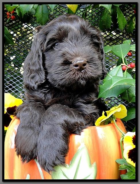 AH pups 6 wks old 4