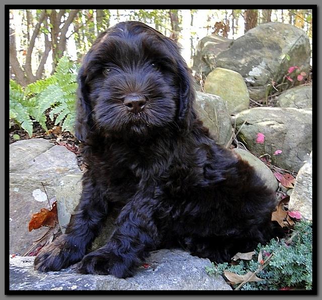 AH pups 8 wks old 31