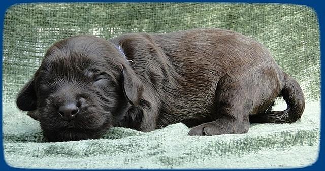 AH pups 1 wk old 3