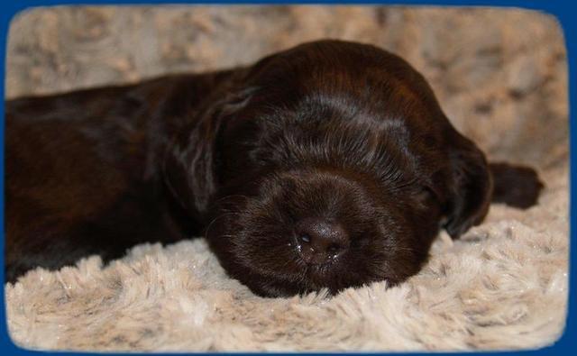 AH pups 2 wks old 29